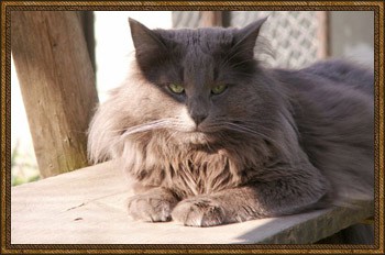 GIC DK Salling's Goliath